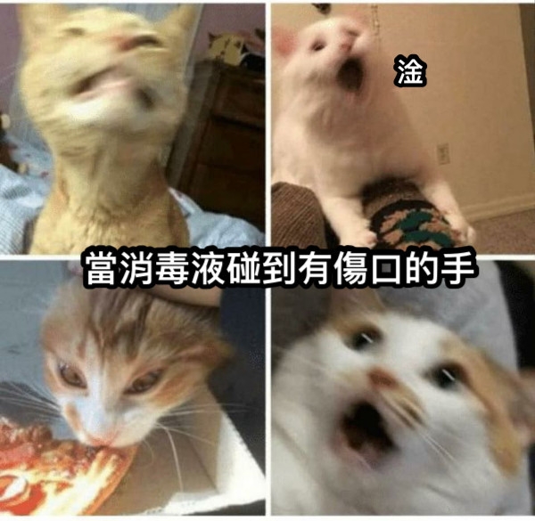 貓咪一臉崩潰的臉