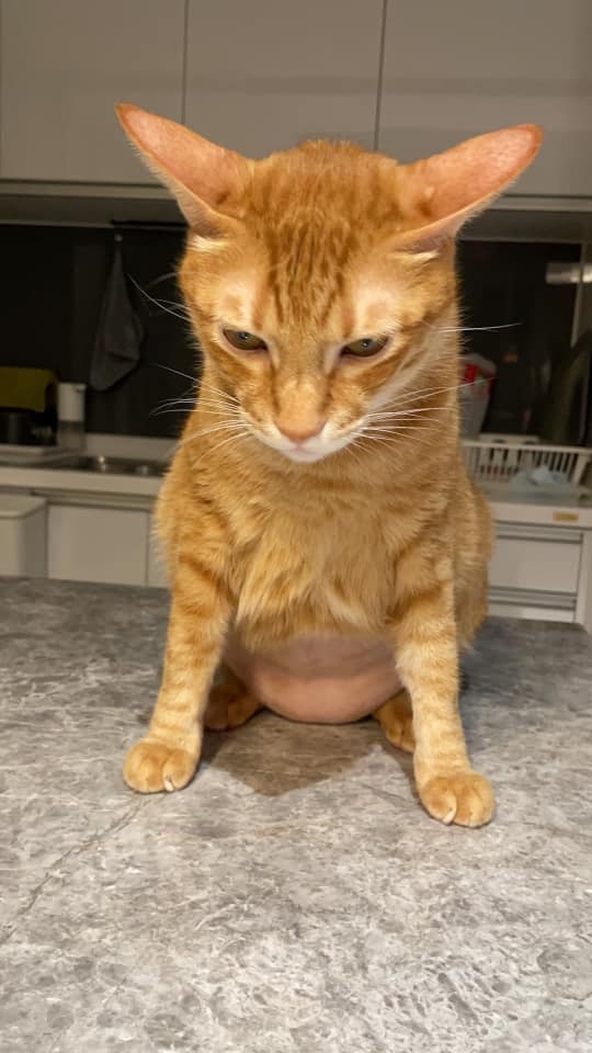 飼主Karen Sung授權使用