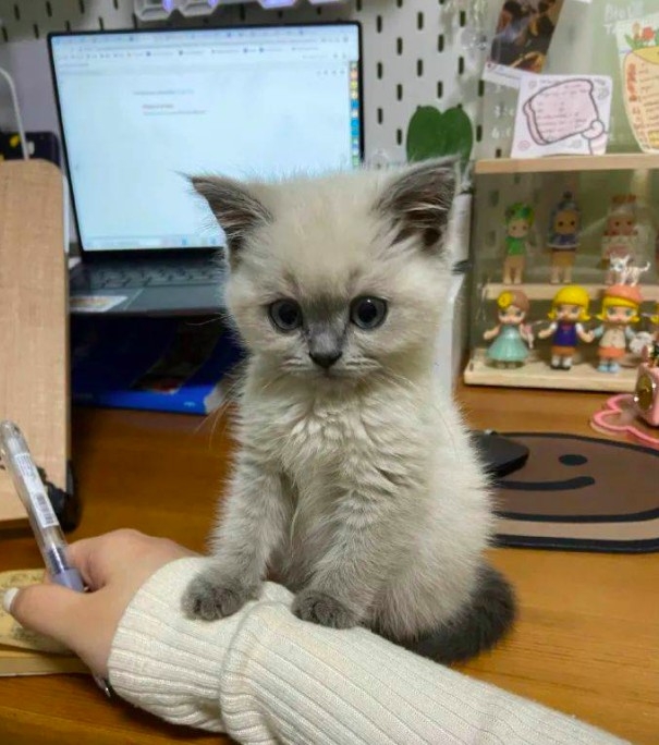 貓咪干擾工作，搭手手模樣超萌