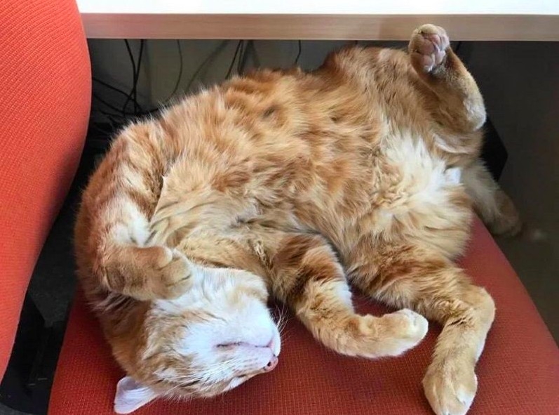 FB @CampusCat Augsburg
