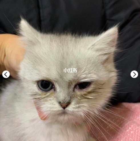 貓咪眼睛分泌物