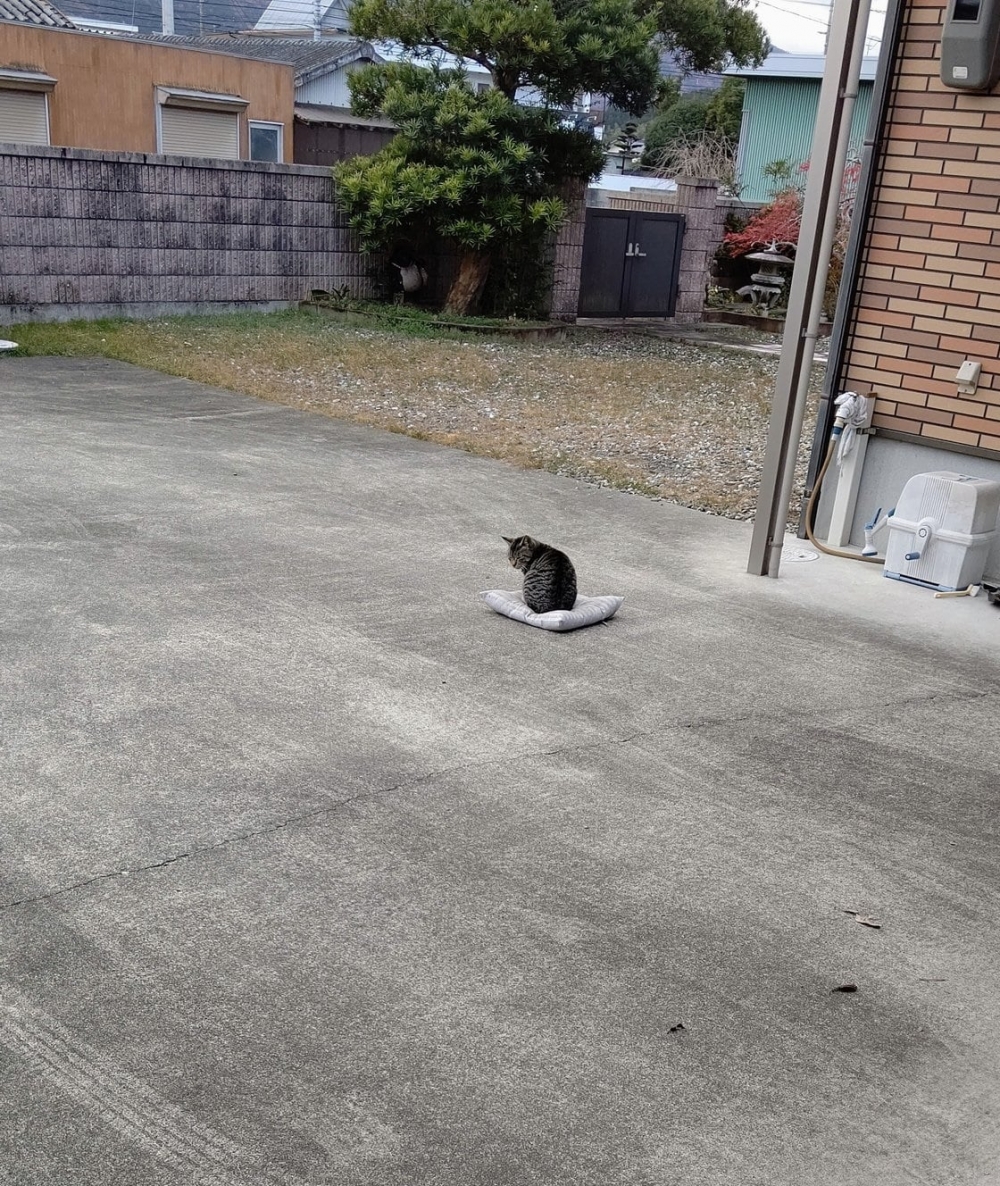 twitter @yagyouneko