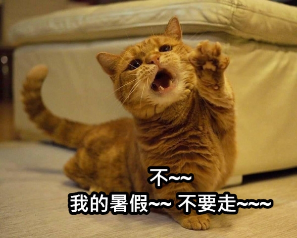 橘貓一臉哀怨,拜託不要走