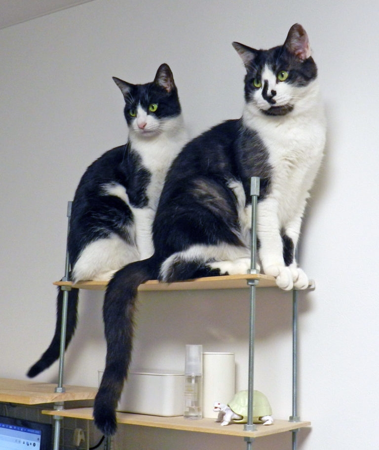 賓士貓姐弟非常受到喜愛