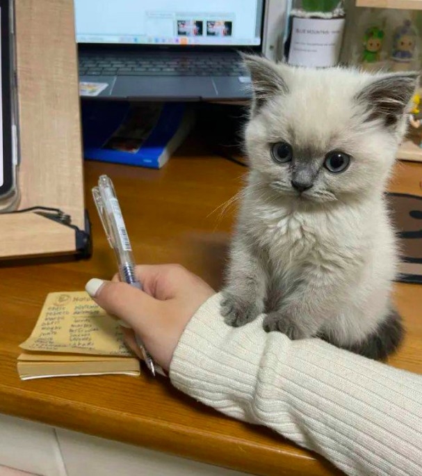 貓咪干擾工作，搭手手模樣超萌