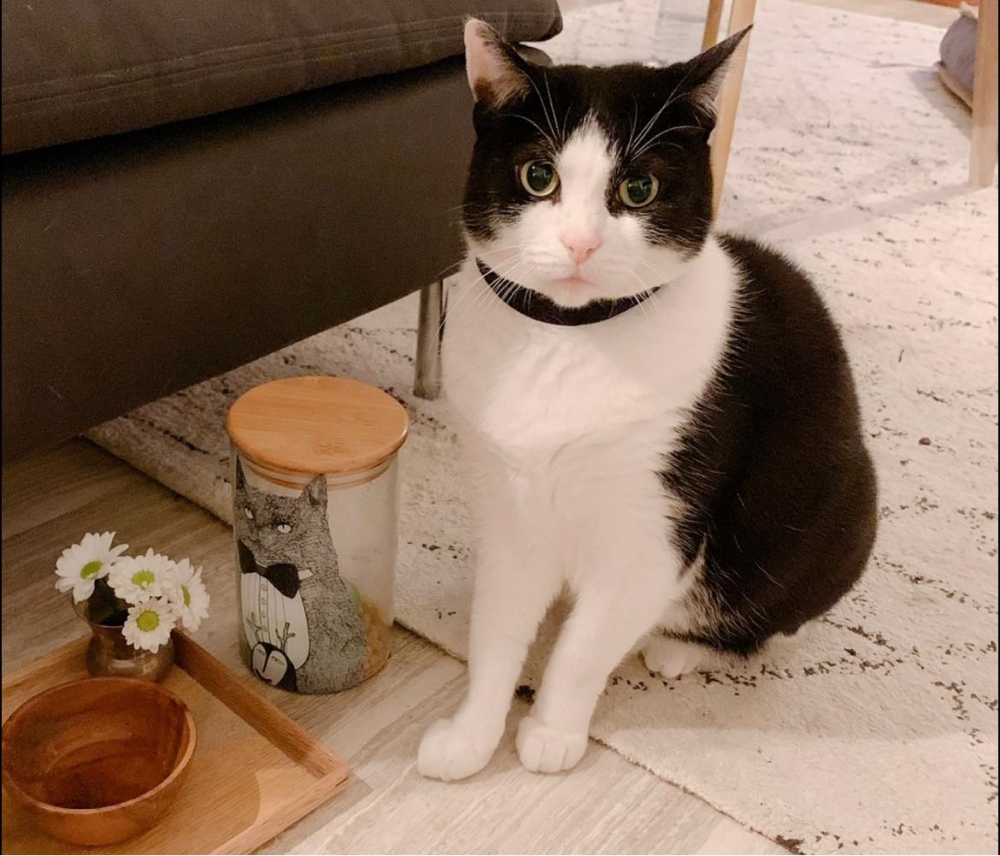 賓士貓不太親人，常離得遠遠的