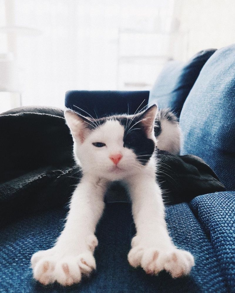 日本飼主家中的黑白貓