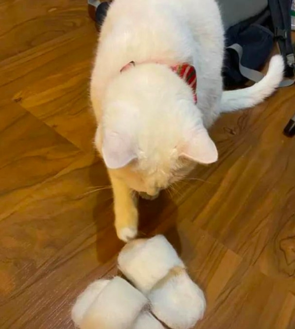 螢幕快照 2021-10-14 上午10.19.58