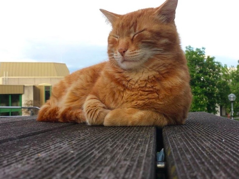 FB @CampusCat Augsburg