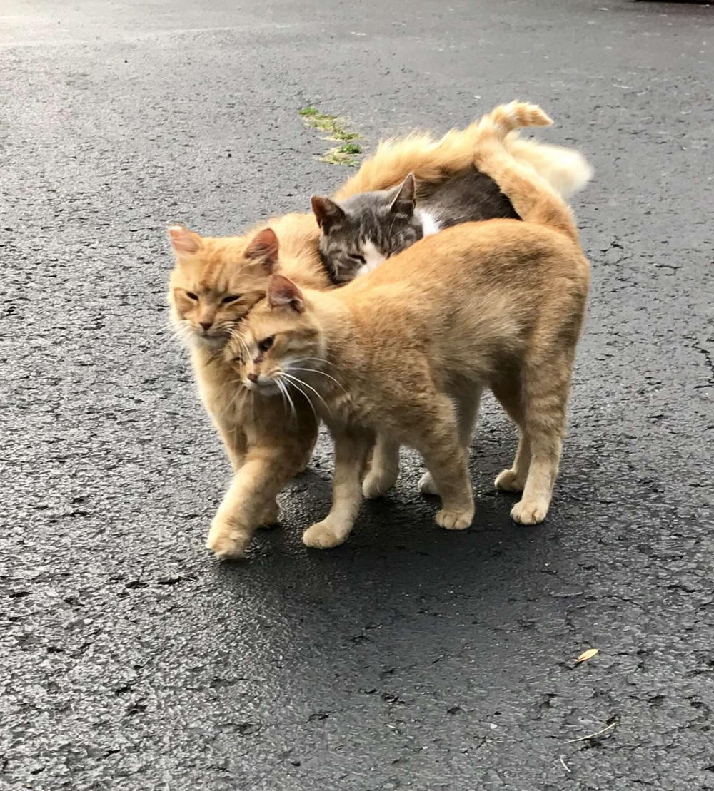 買農舍附送貓咪,國外夫婦與15隻貓同住