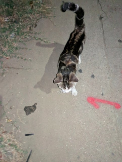 小貓跟著男子走過四條街，甚至進去他家