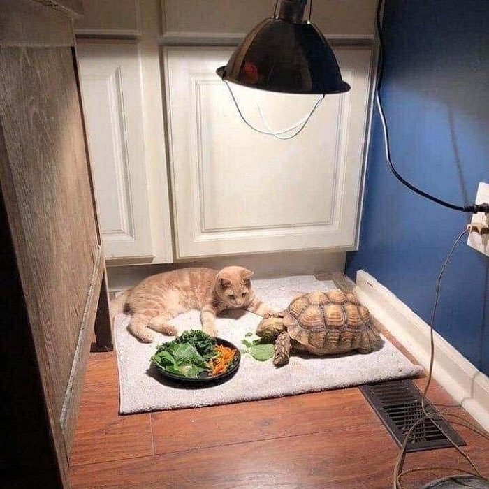 飼主同時養了烏龜和貓咪,兩隻感情非常好