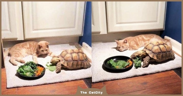 到底好了沒？橘貓「等烏龜吃飯」等到睡著，超龜速動作笑翻：好了叫我！