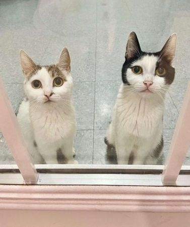 FB @Exploits Valley SPCA Adoptables
