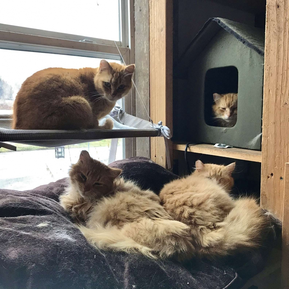 農舍裡有一屋子的橘貓