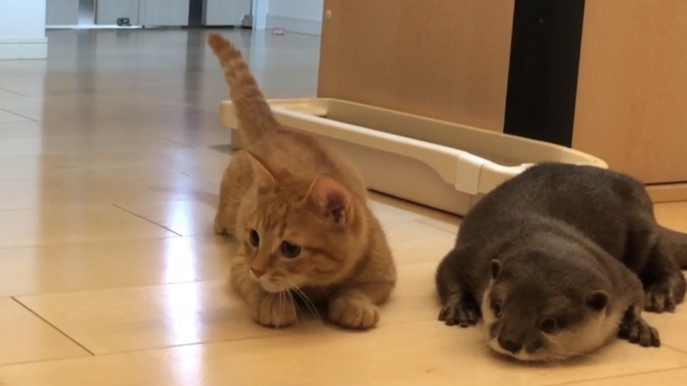 twitter@kawauso_sakura