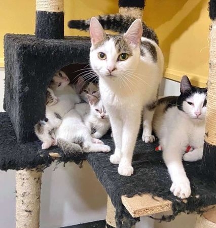 FB @Exploits Valley SPCA Adoptables