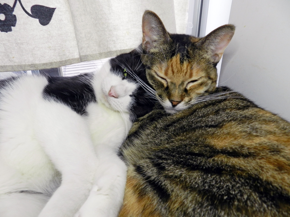 日本推主的貓咪們