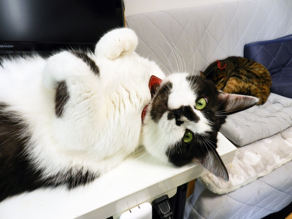 賓士貓長的頭超大,體型差好大