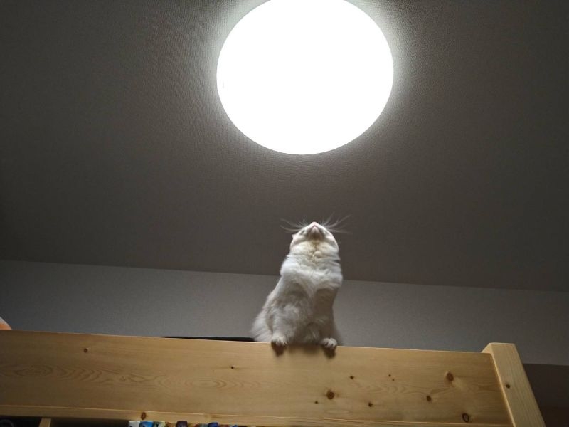 日本推主發現貓咪對家中大燈相當好奇