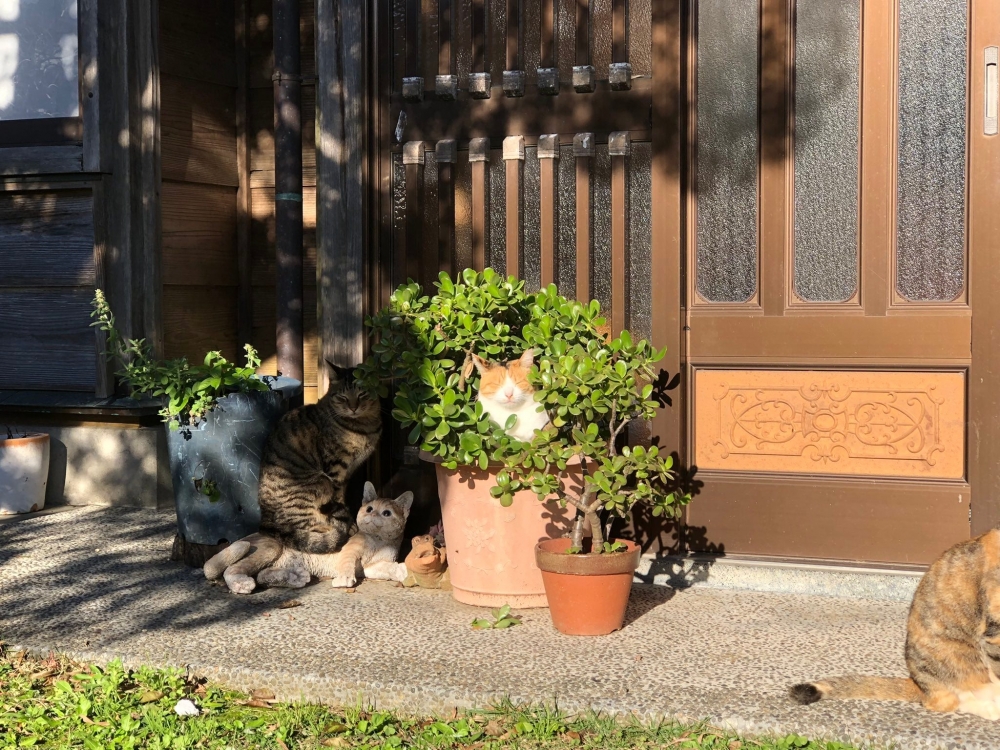 浪貓們正在路邊曬太陽