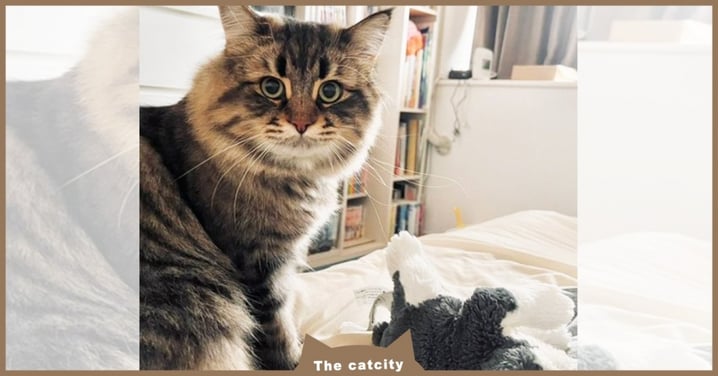 日本推主「打疫苗不適」躺整天，貓突叼「心愛玩偶」上床：讓它陪你！