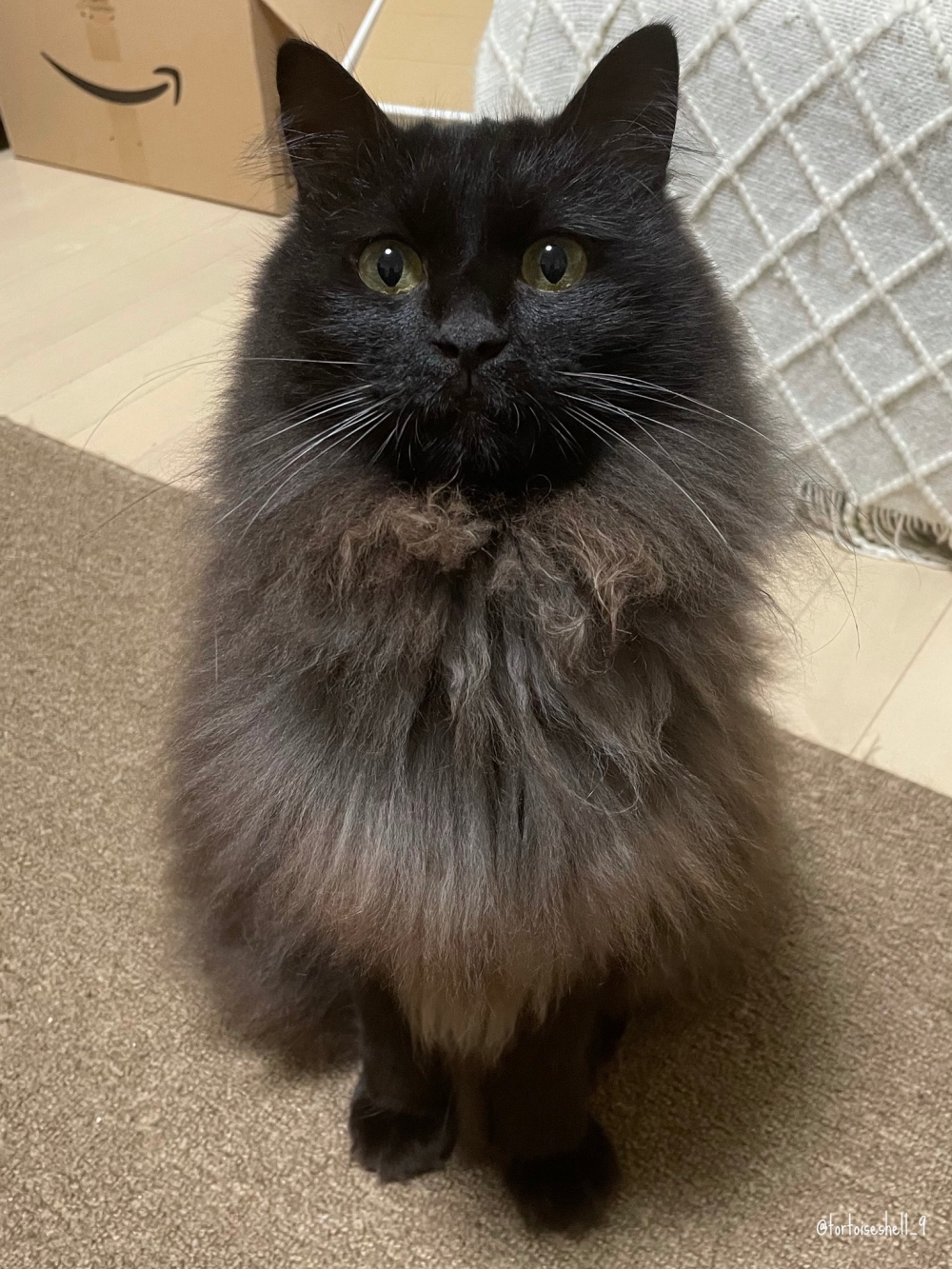 日本飼主家的黑貓,平常毛多又蓬鬆