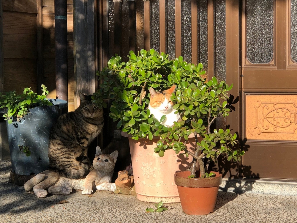 網友發現路邊盆栽開出了貓咪花