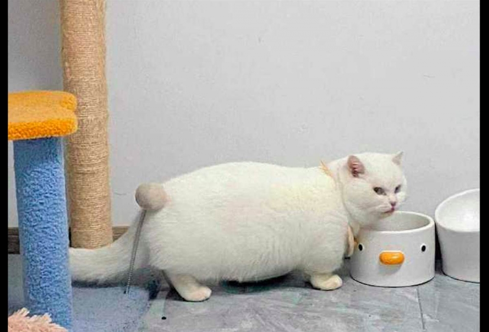 687ADB53DA7Bw1244h845