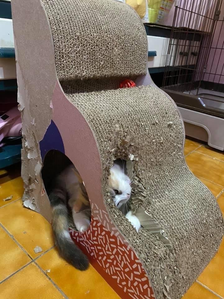 三花貓超喜歡拿貓抓板磨牙