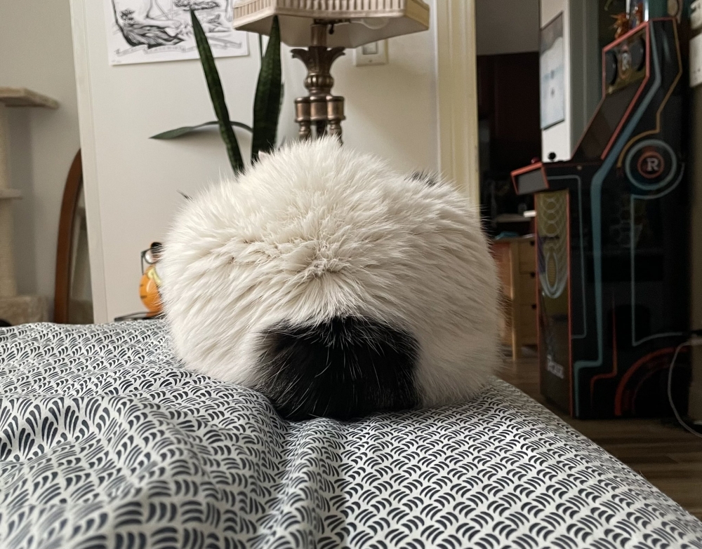 ▲國外飼主發現貓咪的屁股很像御飯糰