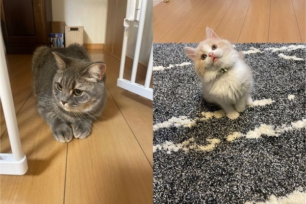 twitter@rin_oto_cats