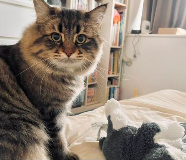 日本貓咪叼心愛玩具上床陪伴