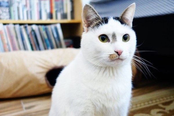 ▲喬凡尼愛貓的正臉照