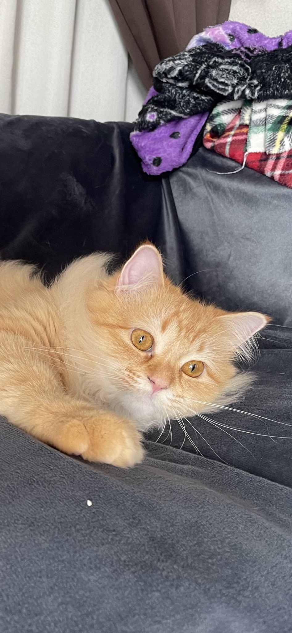 貓貓用一顆剛睡醒的頭打招呼