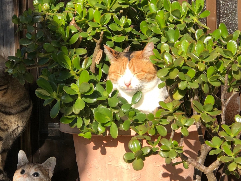 橘白貓躲在樹叢裡，半瞇眼享受陽光