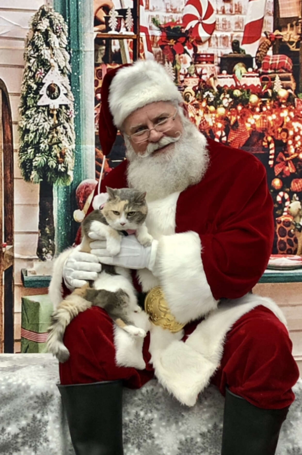 雖然貓咪看起來十分厭世，卻非常喜歡這位聖誕爺爺