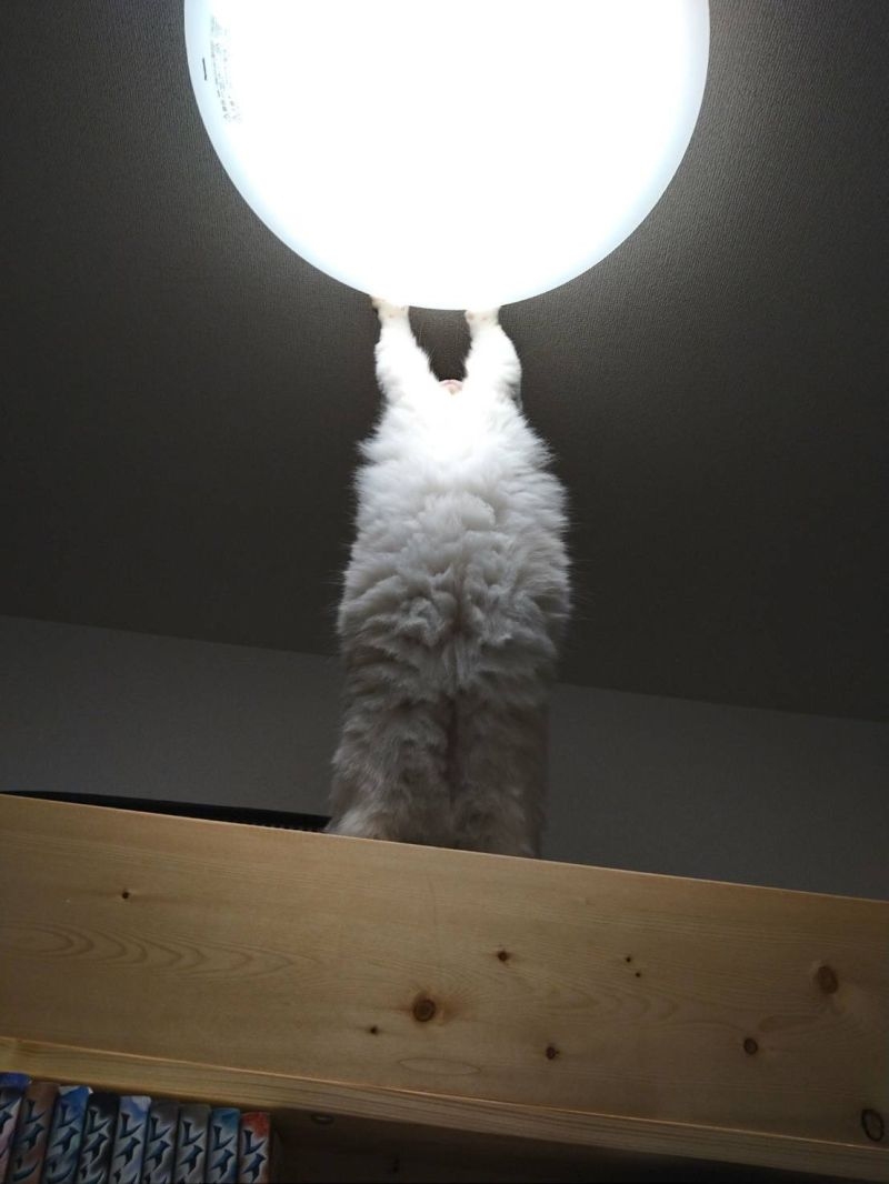 原來我家貓貓竟有查克拉,還能使出巨大能量