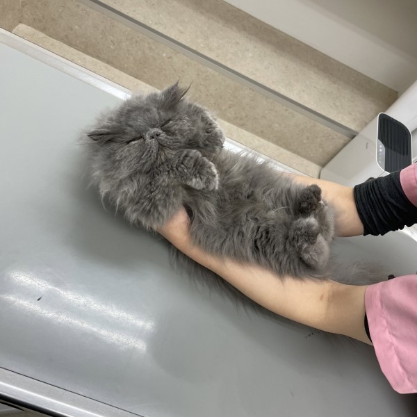 被抓到診療台上，竟然直接呼呼大睡