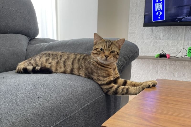 貓咪試探性把手手放在桌上