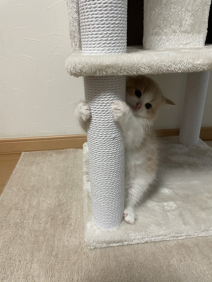 twitter@rin_oto_cats