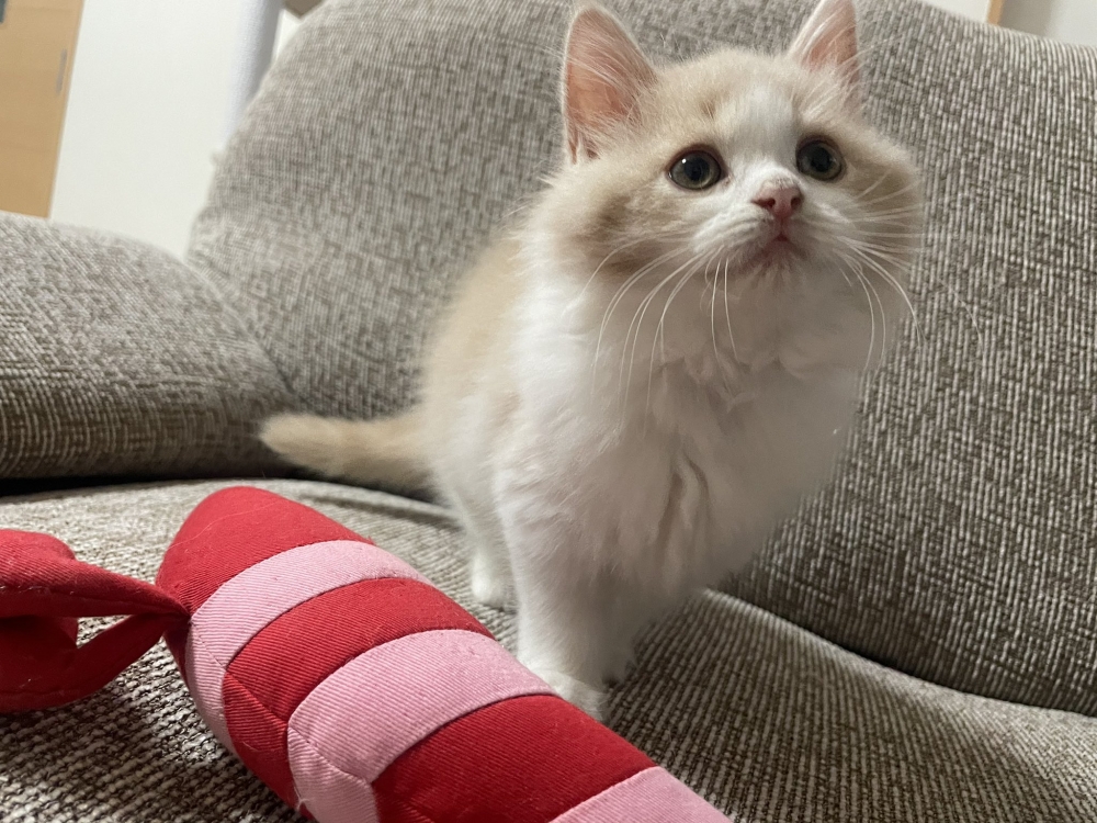 twitter@rin_oto_cats