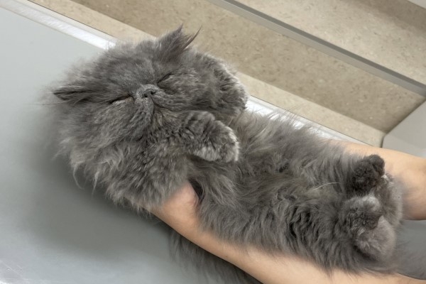 萌萌的貓咪，上診療台就睡覺