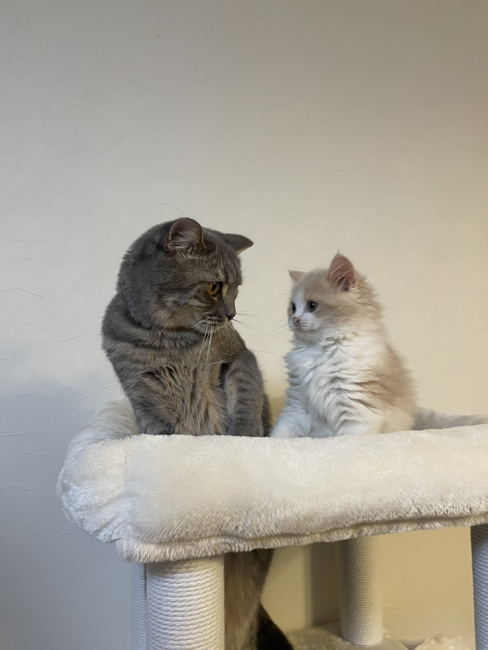 twitter@rin_oto_cats