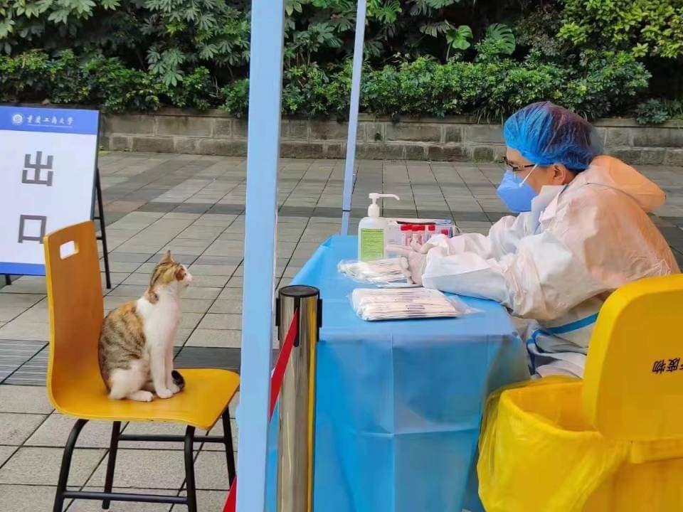 貓貓坐在篩檢位上和醫護人員對看