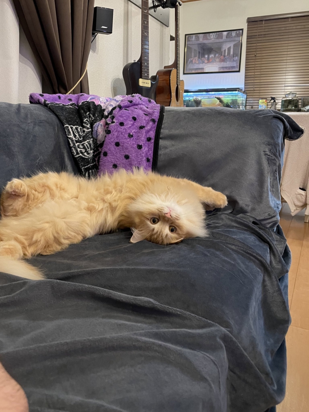 貓喜歡躺在沙發上伸懶腰，露出毛茸茸的肚子