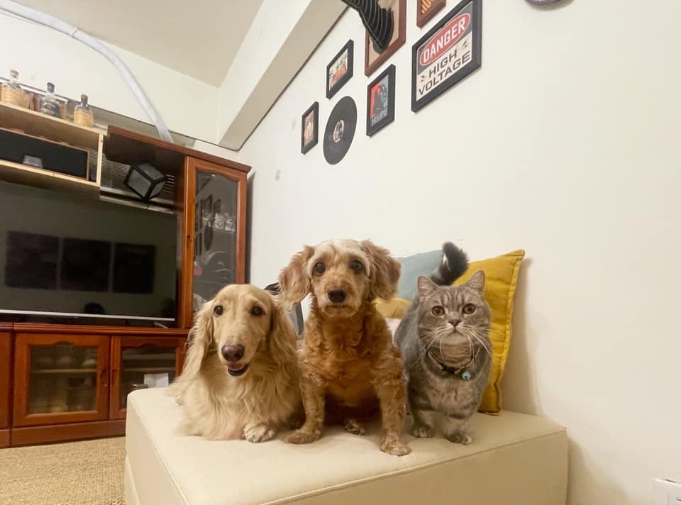 ▲超萌短腿一家!分別是長毛臘腸「島輝」、貴賓腸「金牌」、曼赤肯「納堤」