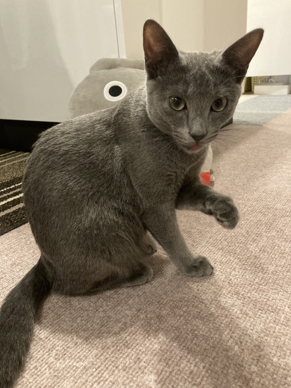 twitter@saku_russian