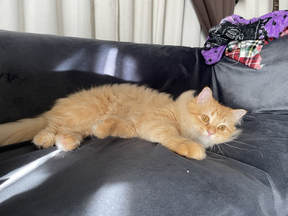 貓貓一臉惺忪，睡醒表示：你找我？！