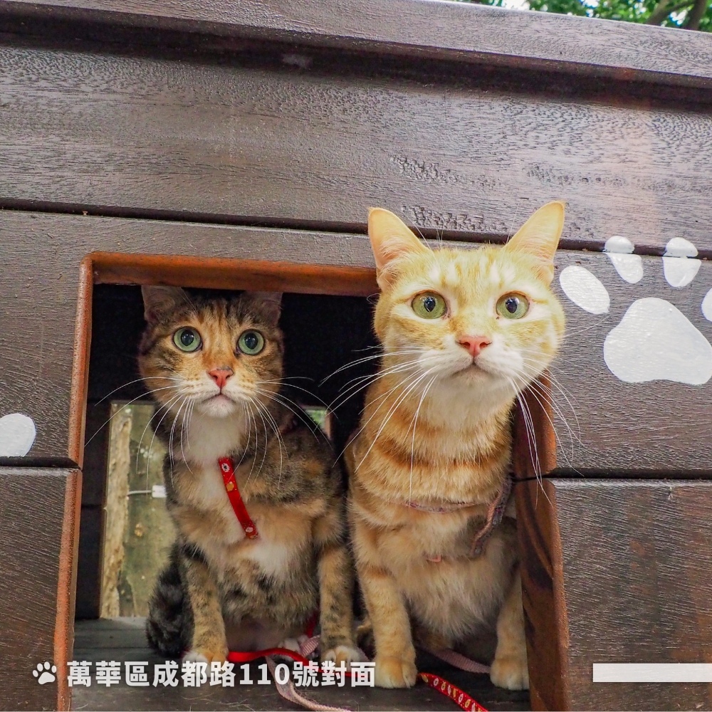 彩繪貓咪牆+貓跳台